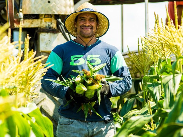 Sweetcorn trumps strawberries in Kiwi shopping carts