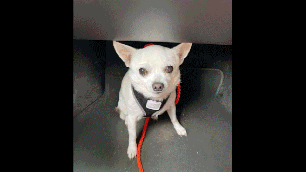 Pedigree_Adoptable_01